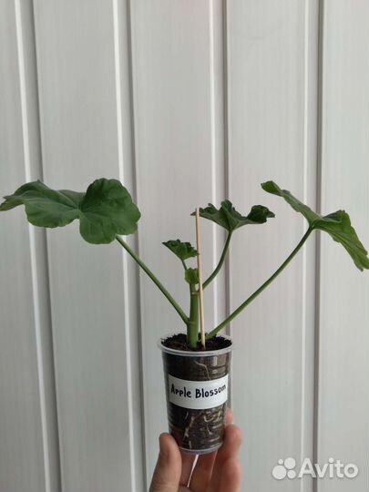 4 сорта розебудные пеларгонии