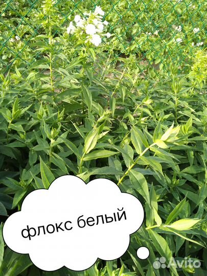 Цветы многолетники