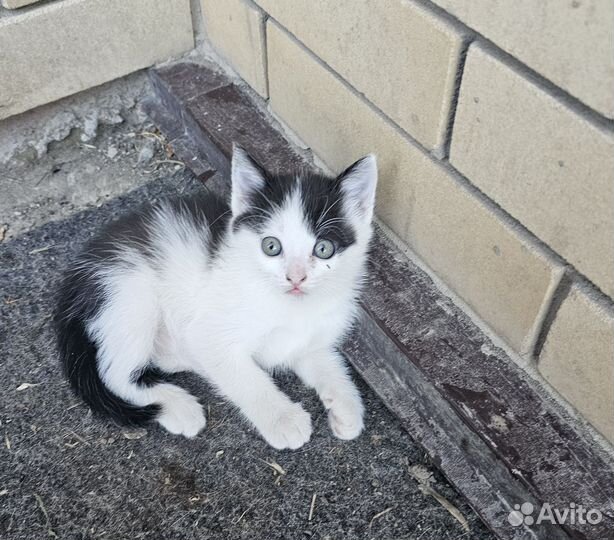 Котенок в добрые рук