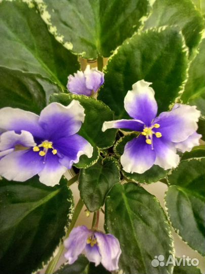 Фиалки сортовые цветущие