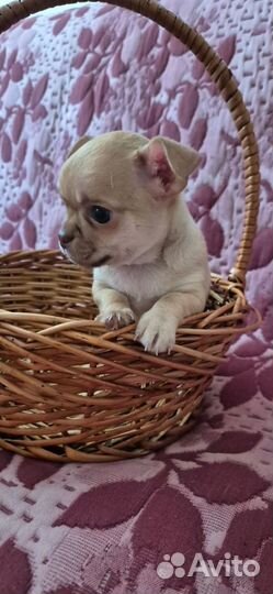 Щенки чихуахуа девочки