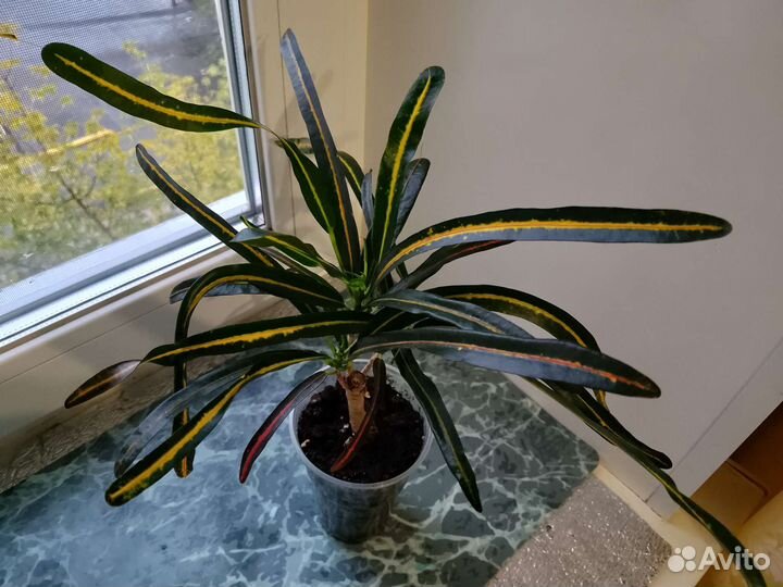 Кротон ред банана