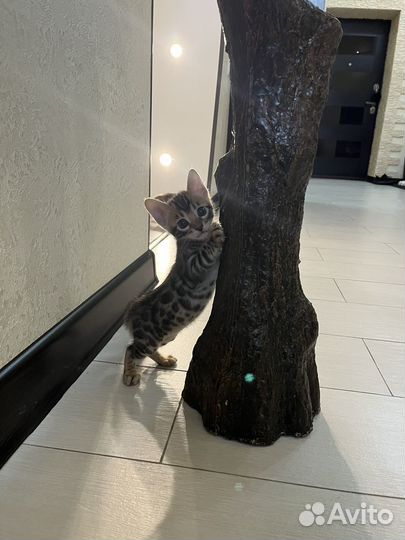 Бенгальские котята