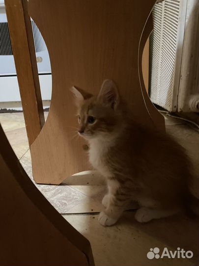 Кошка в дар