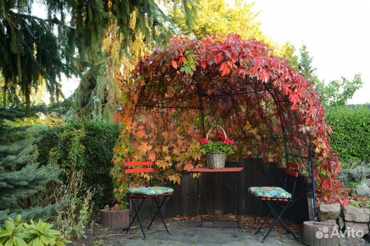 Саженцы девичий виноград