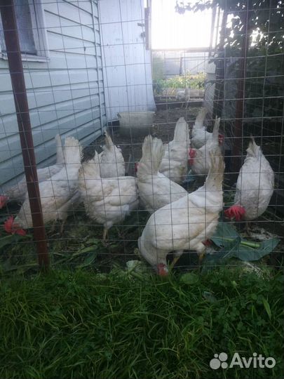 Куры несушки