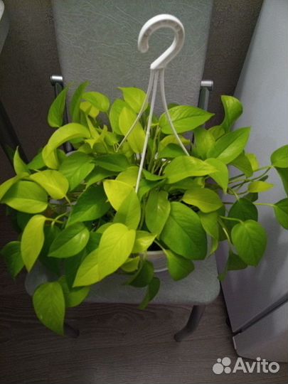 Сциндапсус неон