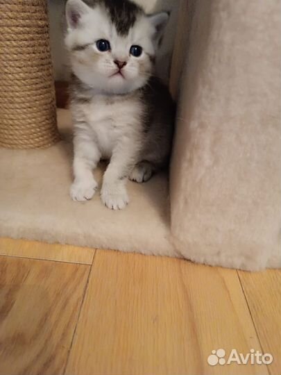 Кошки породистые