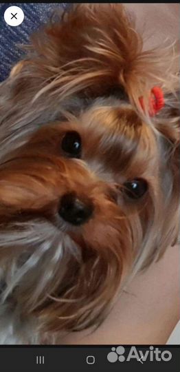 Йоркширский терьер мини беби фейс вязка