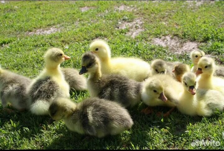 Гусята линда