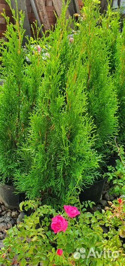 Туя Смарагд