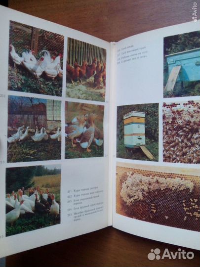 Советы по ведению приусадебного хозяйства