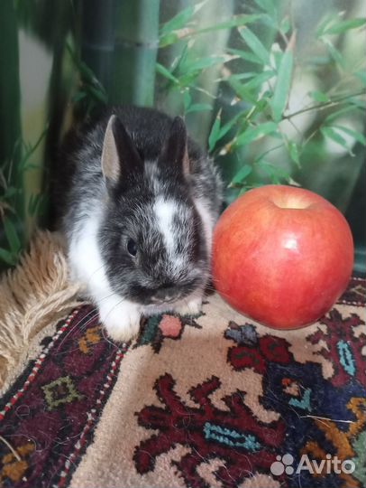 Декоративные кролики