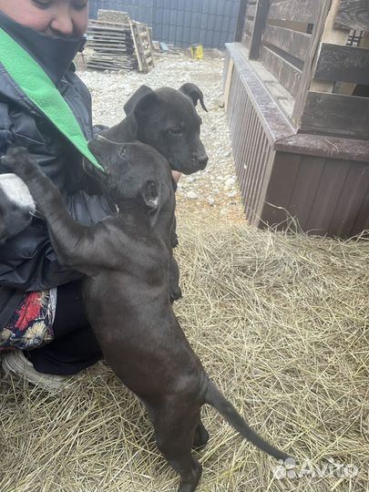 Щенки кубинского питбуля