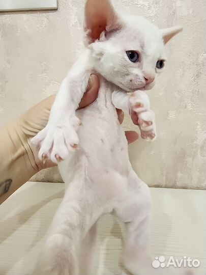 Котята девон-рекс