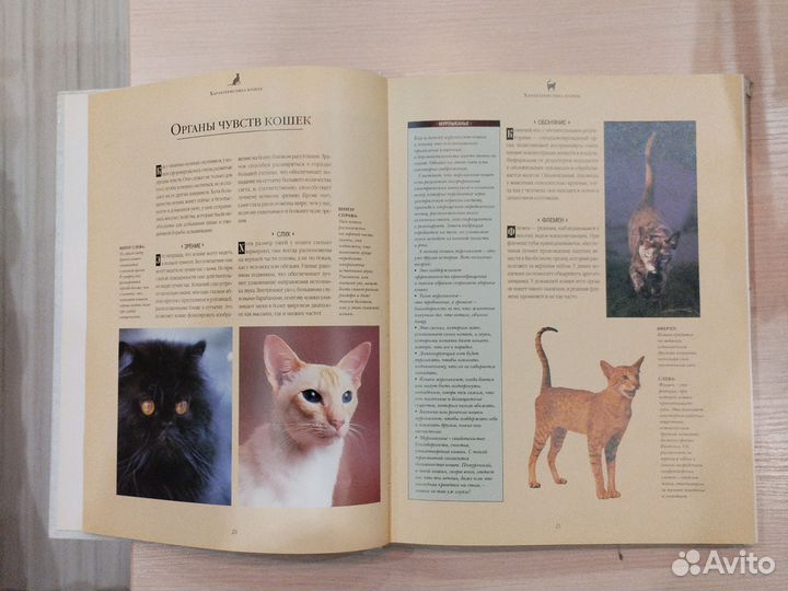 Энциклопедия о кошках