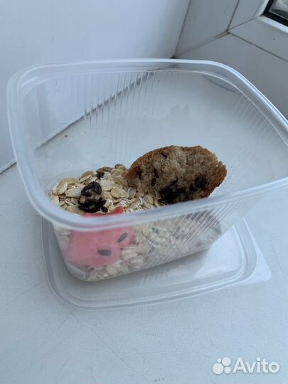 Жук знахарь и личинки (любое количество)