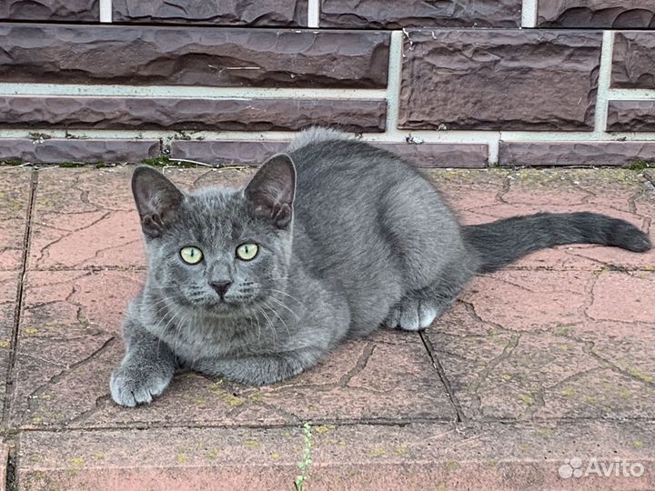 Котята в добрые руки бесплатно