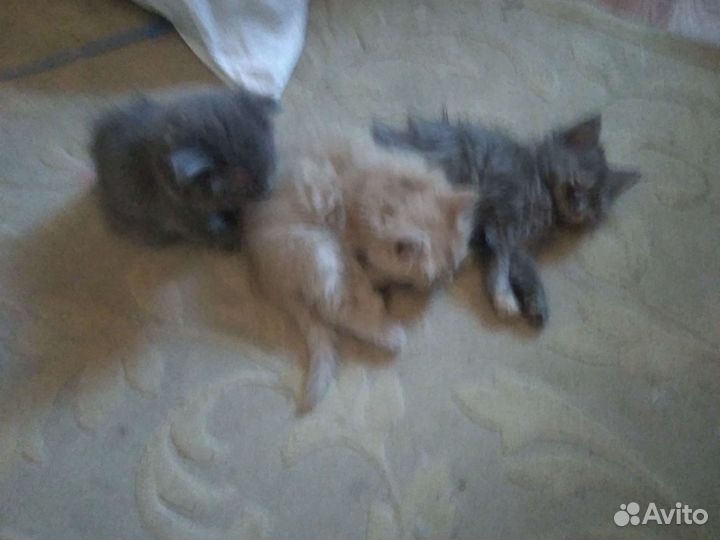 Чудесные котята