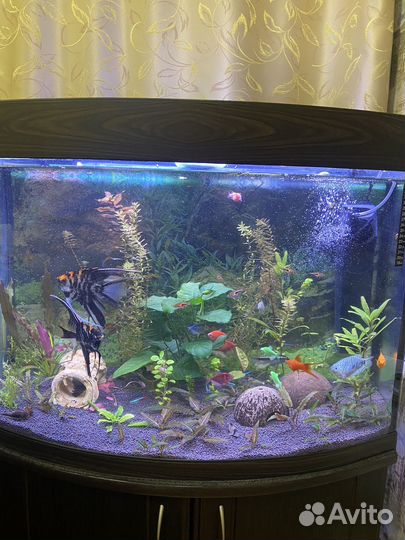 Аквариум 150л. с тумбой + рыбки