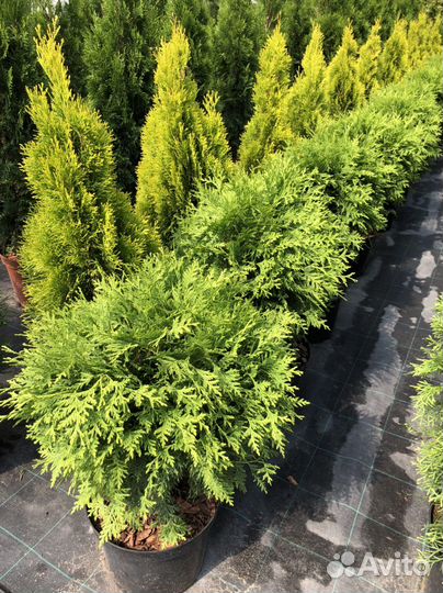 Туя Рейнголд, Санни, Голден смарагд, Глобоза