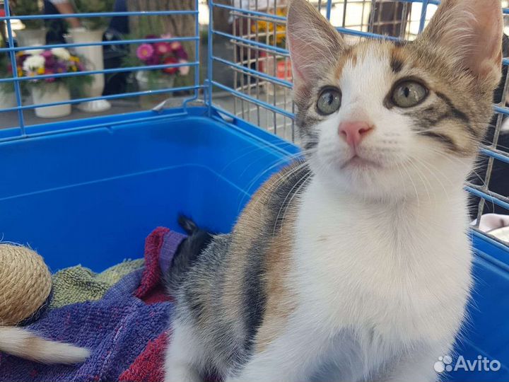 Девочка котенок 3.5 мес в приюте