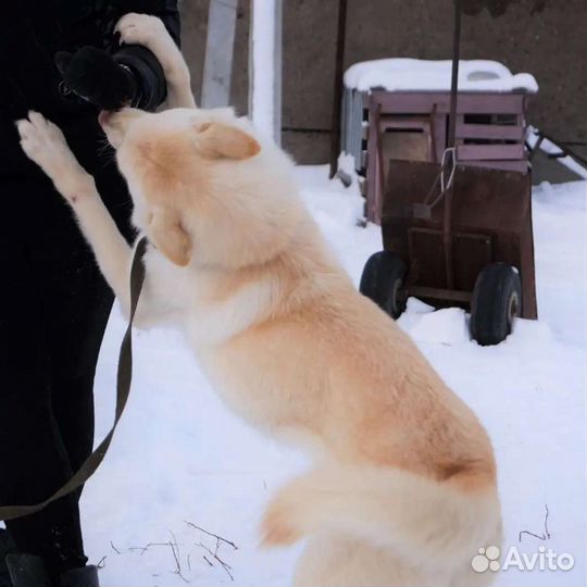 Шикарный пёс ищет Свой Дом