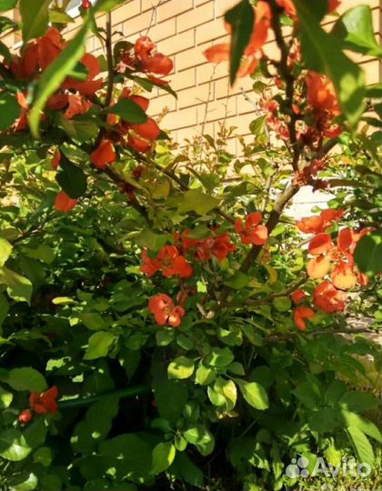 Айва японская хеномелес 2 и 4-летки