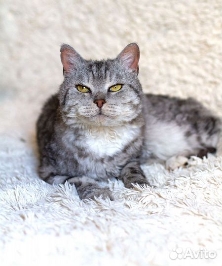 Серебряный кот