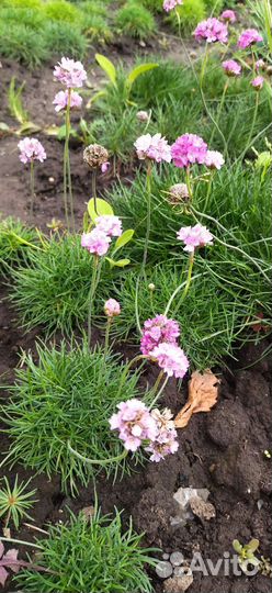 Армерия приморская