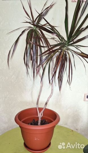 Хлорофитум, драцена, Кислица, Фикус, Спатифиллум