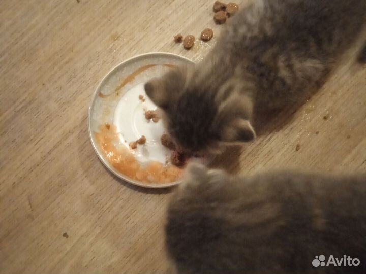 Британская