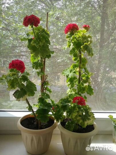 Пеларгония Andrea,s Rosebud