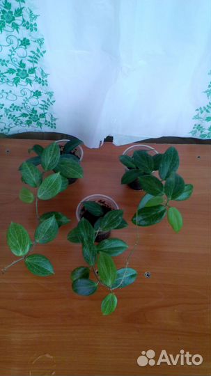 Кротоны и Хойи