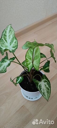 Сингониум imperial white