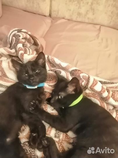 Котята бесплатно в добрые руки