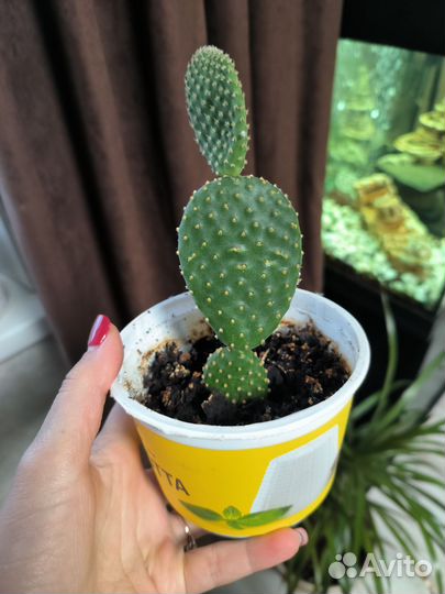 Кактус опунция