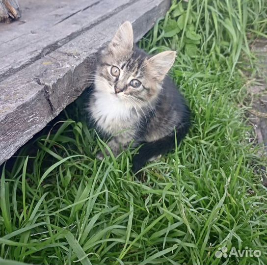Котенок из деревни