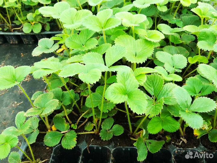 Рассада клубники. Оптом от 128 шт