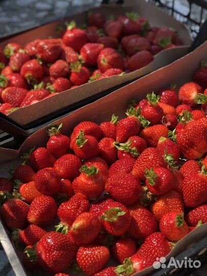 Клубника байкальская