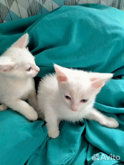 Котята белые,полтора месяца
