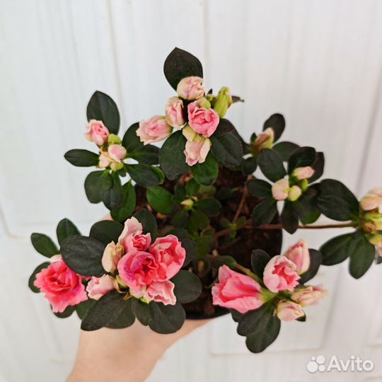 Азалия комнатная