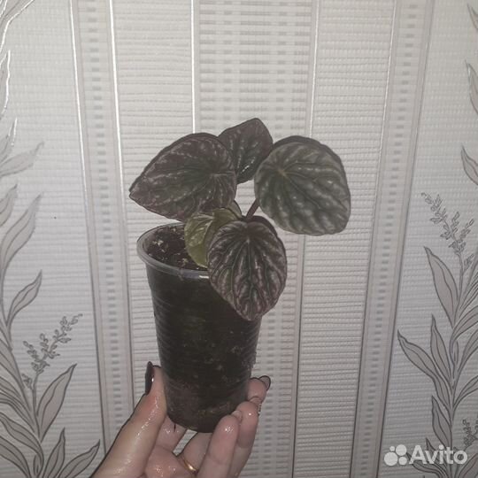 Пеперомии сортовые
