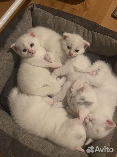 Котята британские белые