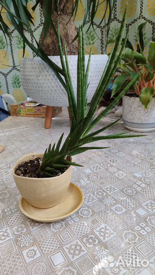 Сансевиерия Францизи