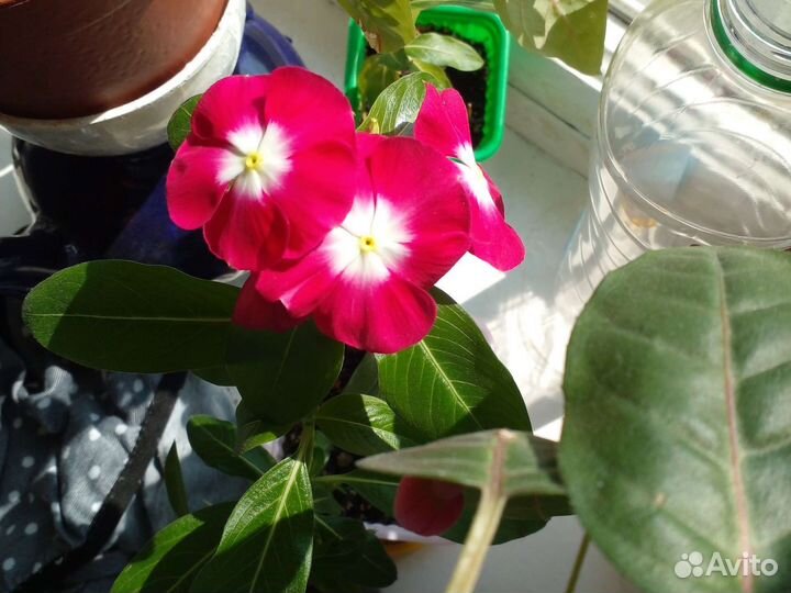 Комнатныe цвeты - адeниум