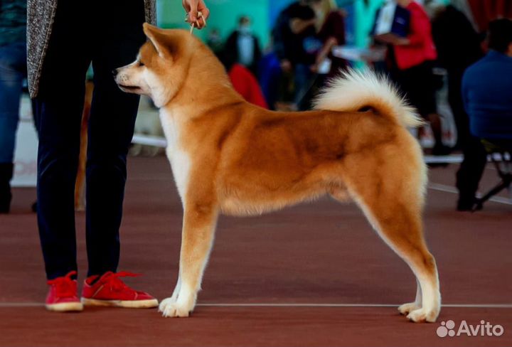 Щенки Акита-Ину