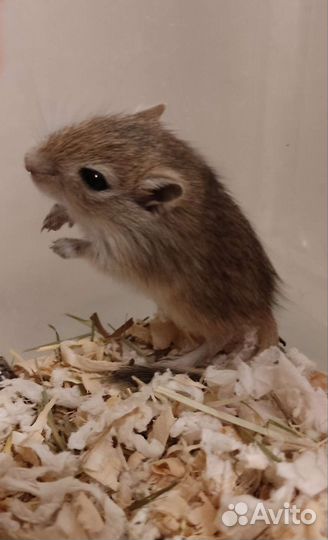 Песчанка