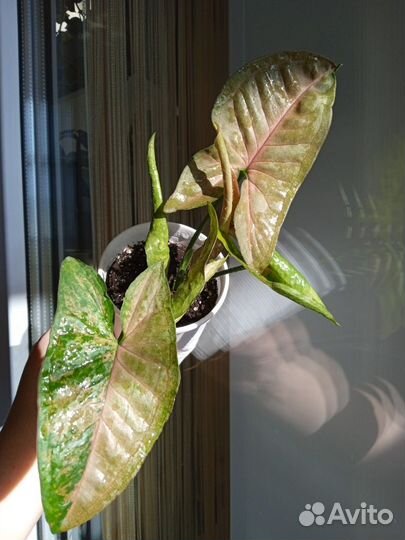 Сингониумы