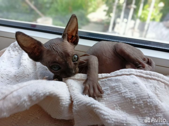 Канадский сфинкс котенок